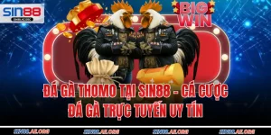 Đá Gà Thomo Tại Sin88 – Cá Cược Đá Gà Trực Tuyến Uy Tín
