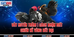 Vảy Huyền Trâm | Cách Nhận Biết Chiến Kê Vàng Bất Bại